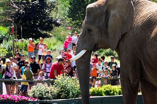 Last summer visited the zoo. Visit the Zoo. At the Zoo. Zoo de Granby. In Summer, a visit to the Zoo.